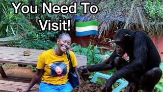 Rescuing Chimpanzees in West Africa|| Tacugama Chimpanzee Sanctuary in Freetown, Sierra Leone.