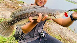 Abu garcia revo lv7-toman amik peto 40g?