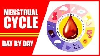 Menstrual Cycle Explained – 28 Days Period Cycle of Women Day by Day