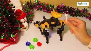 Learn Robotics Coding Easily with Bittle Robot Dog | Petoi Camp