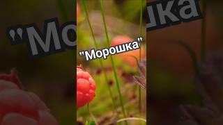 "Морошка"- Юлия Боголепова