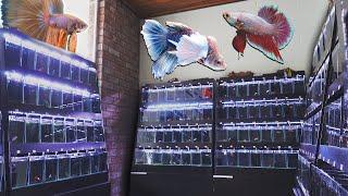 Master Breeder Picks His Top 3 Betta Fish at Aquarium Co-Op