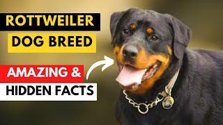 Rottweiler Dog Breed Information | Rottweiler Hidden Facts | Dog Breeds | Makoree Pedia