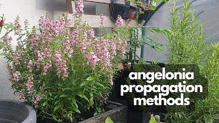 ANGELONIA PROPAGATION | Methods to grow more angelonia