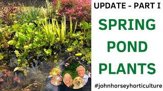 OUR SPRING POND PLANTS - SPRING POND UPDATE