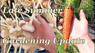 Late Summer Veg Growing Update :  First Carrots & Container Potato Havest