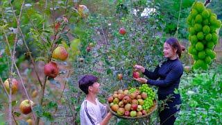 Harvest Grapes and Apples to sell at the market, Plant trees, Gardening - Living In The Forest