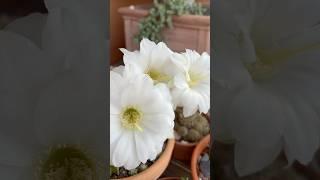 Осенние кактусы#cactusplant #cactus