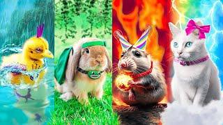 Fire, Water, Earth and Air Pets! From Garten of BanBan to Four Elements!