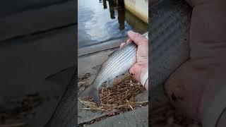 Popeye Mullet ! #fishing #funny #bait #mullet #popeye #baitfishing #castnet #castnetfishing #wow