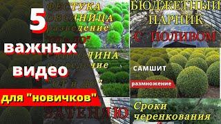 5 важных видео для "новичков". С чего начать деятельность по разведению  декоративных растений.