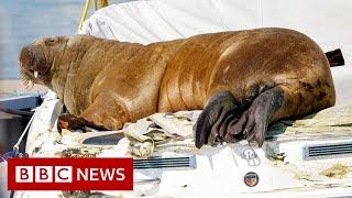 Freya the Walrus euthanised in Oslo due to public safety risk - BBC News