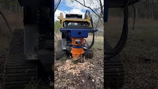 DipperFox SC600 on ASV RT75HD stump grinding A 15in oak tree part 1