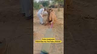 Camel treatment #viral #shorts #camel #camels #camelsounds #animal #subscribe #shortvideos #vet