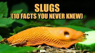 Slugs  (10 FACTS You NEVER KNEW)