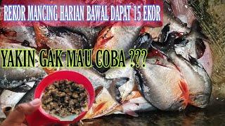 NEKAT COBA UMPAN INI !! satu kolam harian bawal terkuras habis !! FULL TUTORIAL DAN TES KOLAM HARIAN