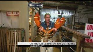 Giant 90-year-old lobster