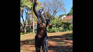 Zimbabwean Snake Handlers || Caught in action handling some dangerous snakes