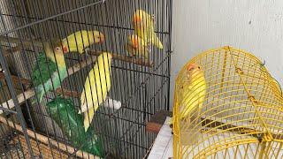 Jual Lovebird ke BANJARMASIN