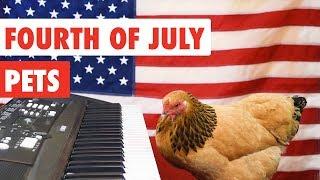 Fourth of July Pets | Funny Pet Video Compilation