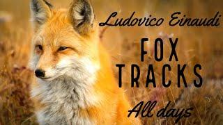 Fox Tracks (all days) Ludovico Einaudi