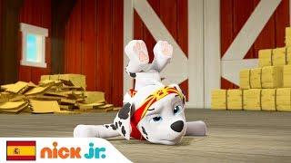 Pup Fu  Vs. Cat Jitsu  | PAW Patrol | Nick Jr.