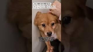 다원이에게 두 달의 집생활할 기회를 주세요 #비글구조네트워크 #보은쉼터 #비구협다원