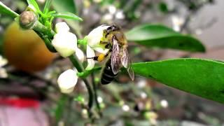 How bee collect pollen and nectar