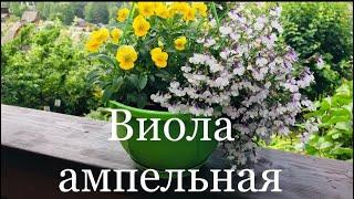 АМПЕЛЬНАЯ ВИОЛА от А до Я (мой первый опыт посева)