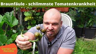 Kraut- und Braunfäule bei Tomaten | Tomatenkrankheit | Phytophthora Tomaten