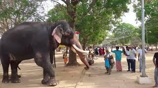 elephant king katharagama wasana sri lanka