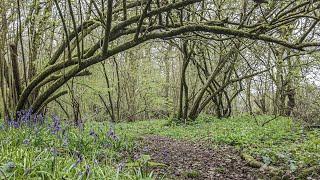 Walking Amongst Nature || Bluebells & Birdsong