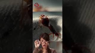 ЖЕСТОКАЯ ЛЮБОВЬ ПОСТЕЛЬНЫХ КЛОПОВ!