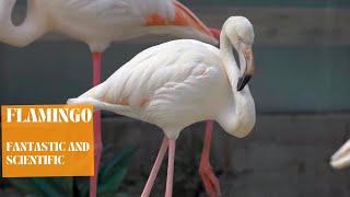 Adaptation In Flamingos | Flamingos Adaptation Facts| Flamingos Species| Flamingos| #flamingo