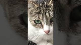 В глазах красивая печаль…