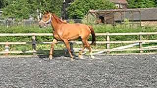 Hanoverian mare