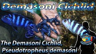 The Demasoni Cichlid, Pseudotropheus demasoni - Demasoni malawi fish - African Cichlids