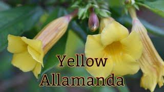 Pruning & Seed collection for Yellow Allamanda (Golden Trumpets) | Southern Latitudes