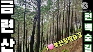 부산[7]금련산(편백나무숲길)Mt. Geumnyeonsan,Hinoki Tree Forest in Busan