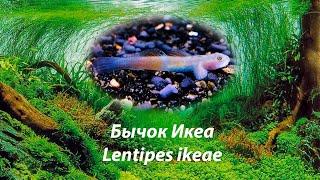 Бычок Икеа / Lentipes ikeae