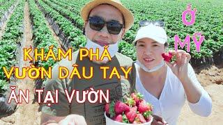 Khám phá vườn Dâu Tây ăn tại chỗ ở Mỹ