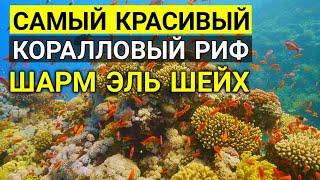 Египет. Самый крутой риф в Шарм эль шейхе. Отдых в Египте. ЛУЧШИЙ КОРАЛЛОВЫЙ РИФ В ЕГИПТЕ 2023