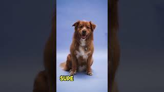 Mind-Blowing Dog Facts: This Video Will Make You Rethink Everything You Know!