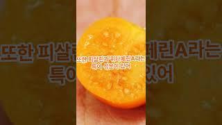 토마토보다 10배 강한 항산화력! 피살리스의 놀라운 효능 공개 (Physalis, the Hidden Superfood!)