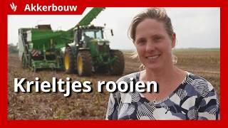 Aardappelen op 1,50 meter bedden rooien