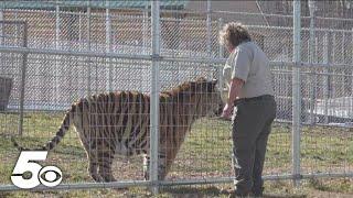 Local tiger sanctuary welcomes new big cats