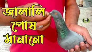 জালালি কবুতর পোষ মানানোর পদ্ধতি | Jalali Kobutor Pus Manano |Jalali pigeons 2022 | Kobutorer Mele