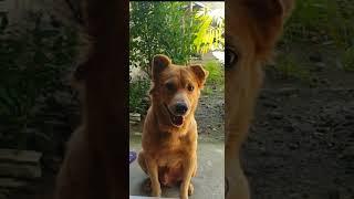 This is how dogs look when they see other dogs kissing  #dog #pets #shortsvideo