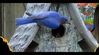 Bluebirds In Backyard