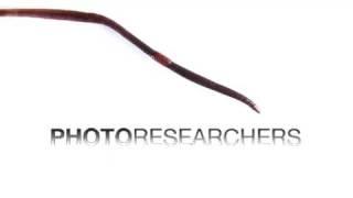 Earthworm Crawling - Photo Researchers